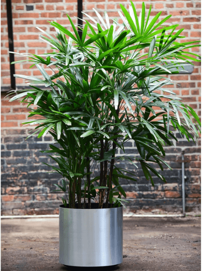 จั๋ง (Lady Palm)