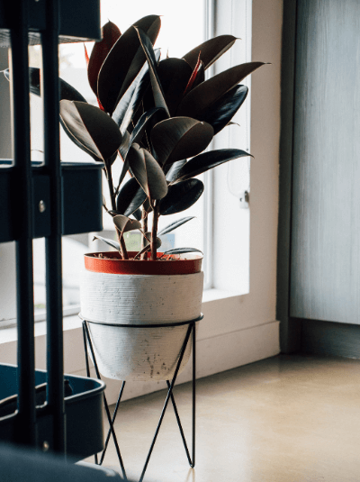 ต้นยางอินเดีย Rubber Plant