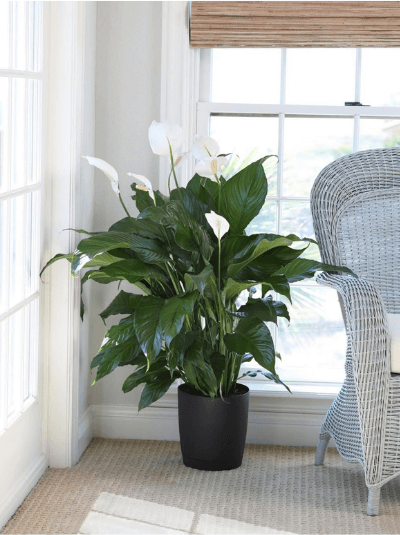 เดหลี (Peace Lily)