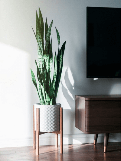 ลิ้นมังกร (Snake Plant)