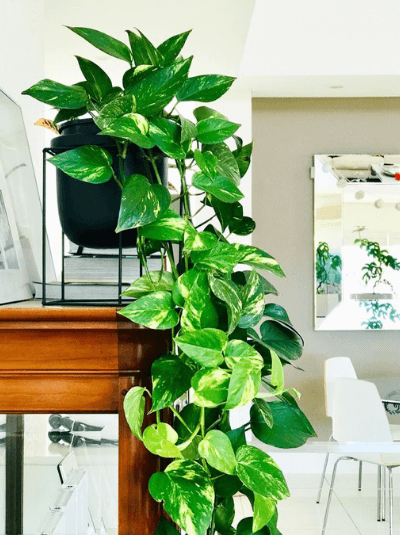 พลูด่าง (Money Plant)