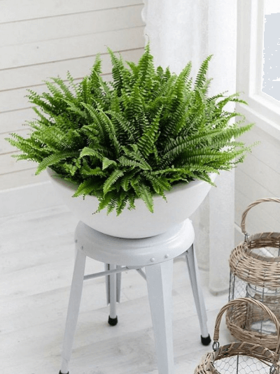 บอสตันเฟิร์น (Boston Fern)