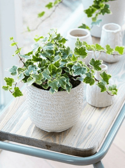 ตีนตุ๊กแก (English Ivy)