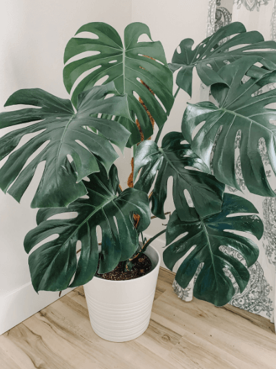 มอนสเตร่า (Monstera)