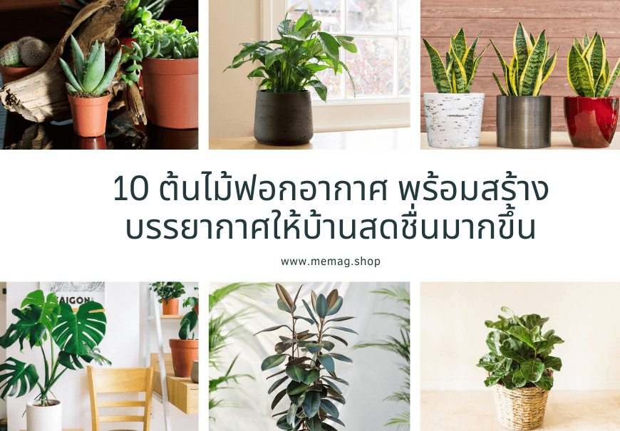 10 ต้นไม้ฟอกอากาศ พร้อมสร้างบรรยากาศให้บ้านสดชื่นมากขึ้น